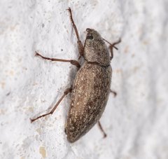 Epitragodes tomentosus