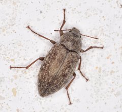 Epitragodes tomentosus