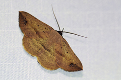 Maxera nigriceps