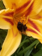 Bombus