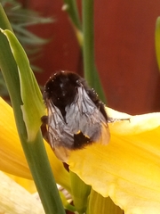 Bombus