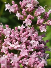 Valeriana officinalis