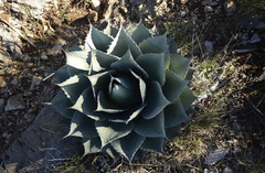 Agave ovatifolia