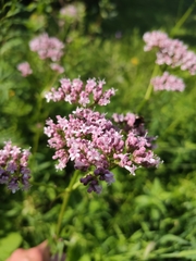 Valeriana officinalis