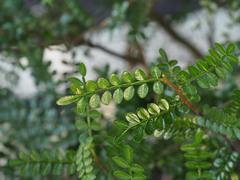 Zanthoxylum beecheyanum