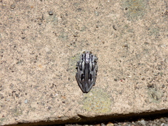 Chrysobothris quadrilineata