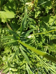 Valeriana officinalis