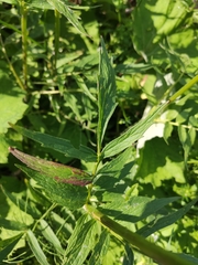 Valeriana officinalis