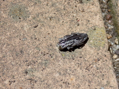 Chrysobothris quadrilineata