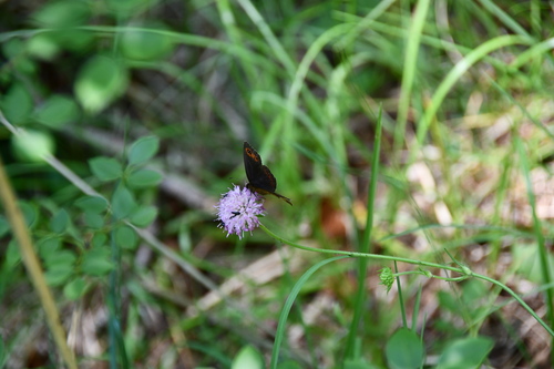 očkáň trávový (Erebia aethiops)