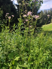 Valeriana officinalis