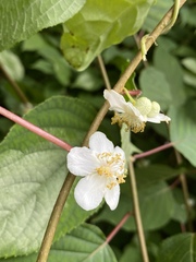 Actinidia polygama