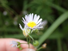 Erigeron