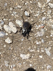 Carabus sylvestris