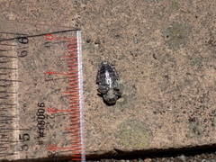 Chrysobothris quadrilineata