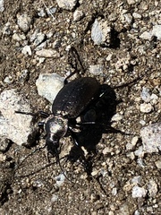 Carabus sylvestris
