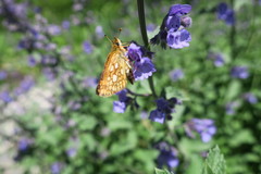 Carterocephalus mandan