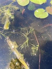 Potamogeton berchtoldii