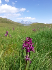 Dactylorhiza majalis