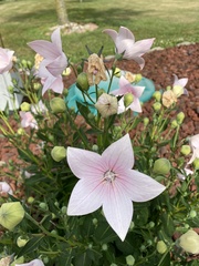 Platycodon grandiflorus