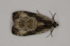 Olethreutes connectum