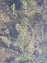 Potamogeton richardsonii