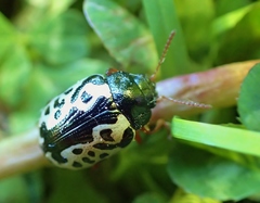 Calligrapha ignota