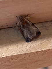 Olethreutes connectum