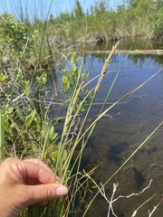 Calamagrostis stricta