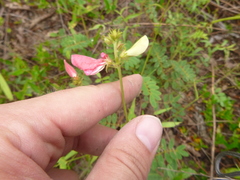 Tephrosia spicata