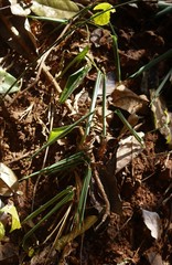 Stachyphrynium spicatum