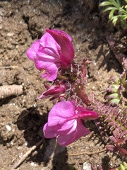 Pedicularis kerneri