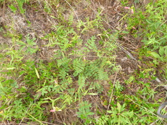 Tephrosia spicata