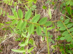 Tephrosia spicata