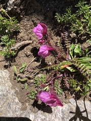 Pedicularis kerneri
