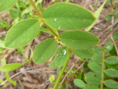 Tephrosia spicata