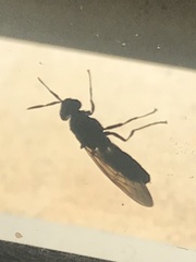 Hermetia illucens