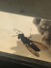 Hermetia illucens