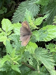 Maniola jurtina