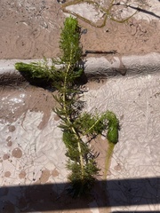 Myriophyllum sibiricum