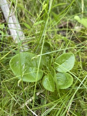 Orthilia secunda