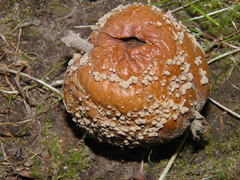 Monilinia
