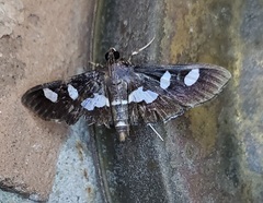 Desmia maculalis