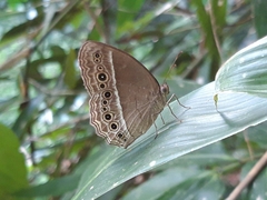 Mycalesis horsfieldi