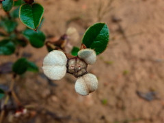 Spyridium thymifolium