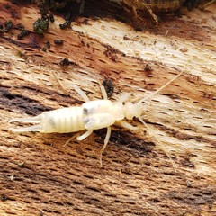 Eteodermaptera