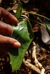 Stachyphrynium spicatum