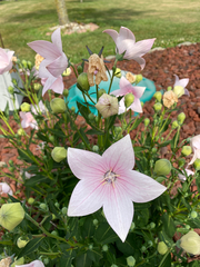 Platycodon grandiflorus