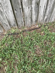 Pantherophis obsoletus