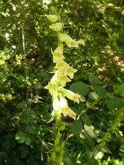 Digitalis lutea